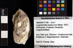 Foto (Objket + Etiketten) von Longodromites excisus (von Meyer, 1857) 